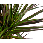 Dracaena marginata Magenta (arbre dragonnier) – Ø17 cm, 50–70 cm de haut