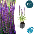Salvia nemorosa 'Ostfriesland' (sage) – 12 plants, Ø9 cm, 10–25 cm high