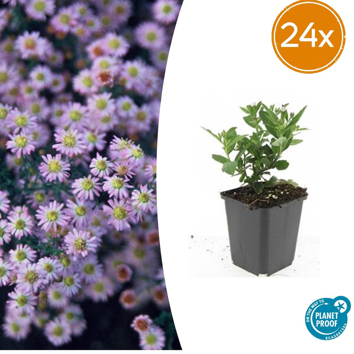 Aster ageratoides 'Stardust' – 24 Pflanzen, Ø9 cm, 10–25 cm hoch