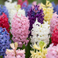 Hyacintblanding – 20 blomsterløg (løgstørrelse 14/15)