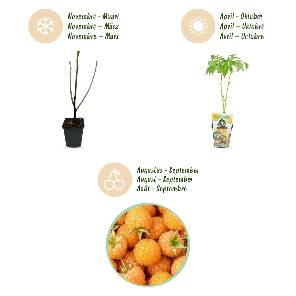 Rubus idaeus 'Fallgold' (raspberry) – 3 plants, Ø9 cm, 35 cm high – photo 9