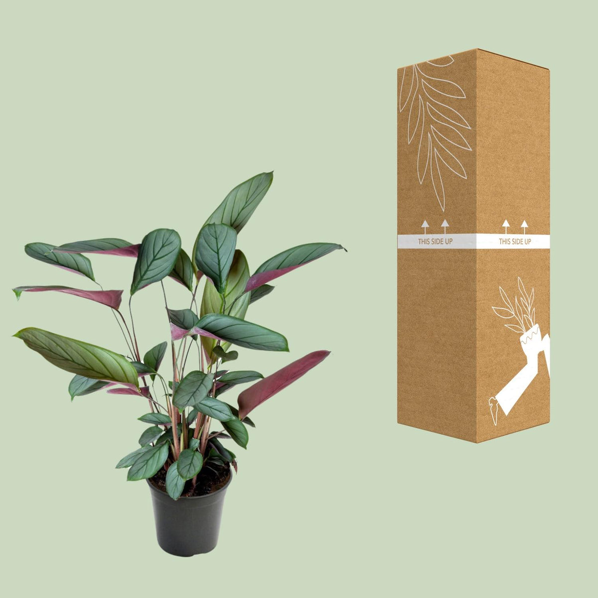 Ctenanthe Setosa (visgraatplant) – Ø17 cm, 60 cm hoog