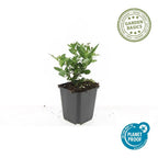 Aster ageratoides 'Stardust' – 60 plants, Ø9 cm, 10–25 cm de haut