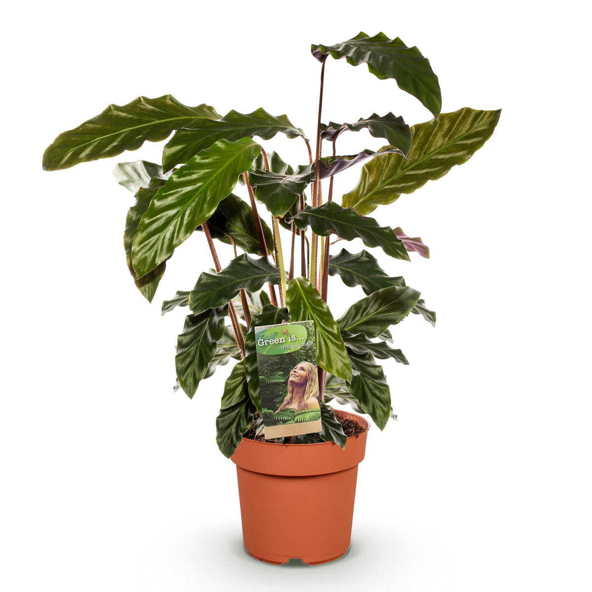 Calathea Rufibarba – Ø17 cm, 55–60 cm de haut