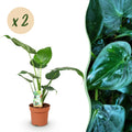 2× Alocasia Cucullata (olifantsoor) – Ø17 cm, 60–65 cm hoog