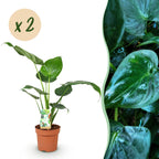 2× Alocasia Cucullata (olifantsoor) – Ø17 cm, 60–65 cm hoog