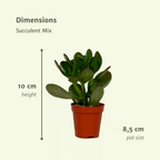 Vetplanten – Ø8 cm, 10 cm hoog