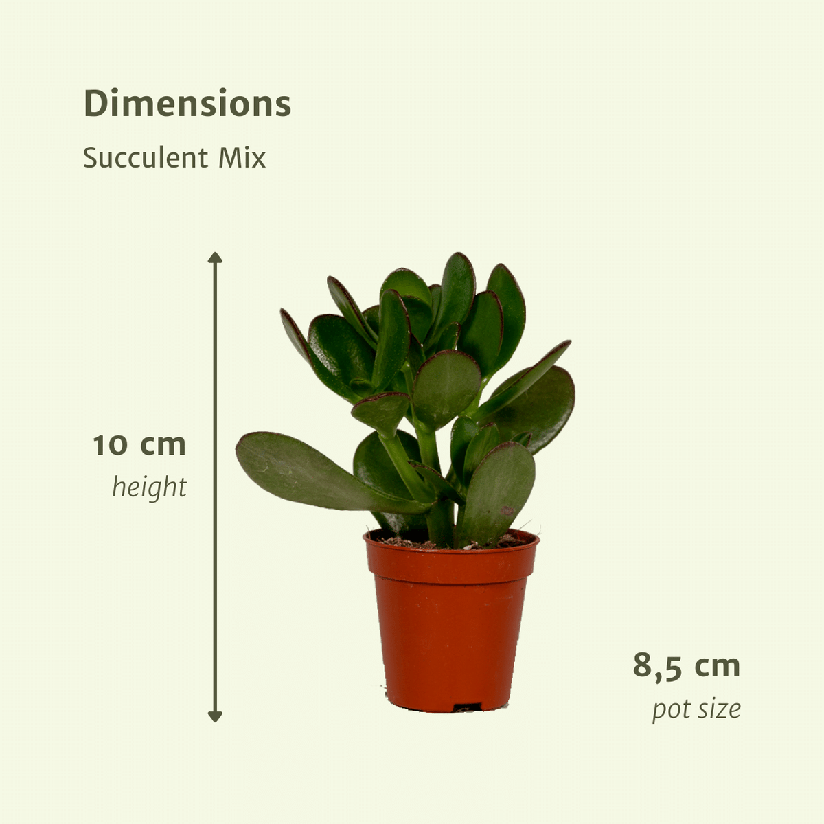 Sukkulenten – Ø 8 cm, 10 cm hoch