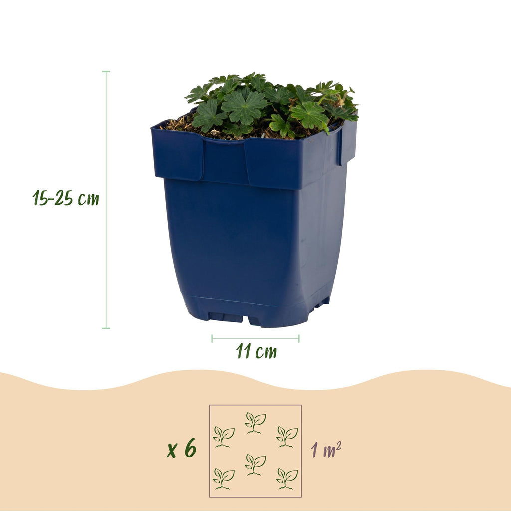 Géranium sanguineum 'Max Frei' (géranium vivace) – rose – 24 plantes, Ø11 cm, 15–25 cm de haut – photo 3