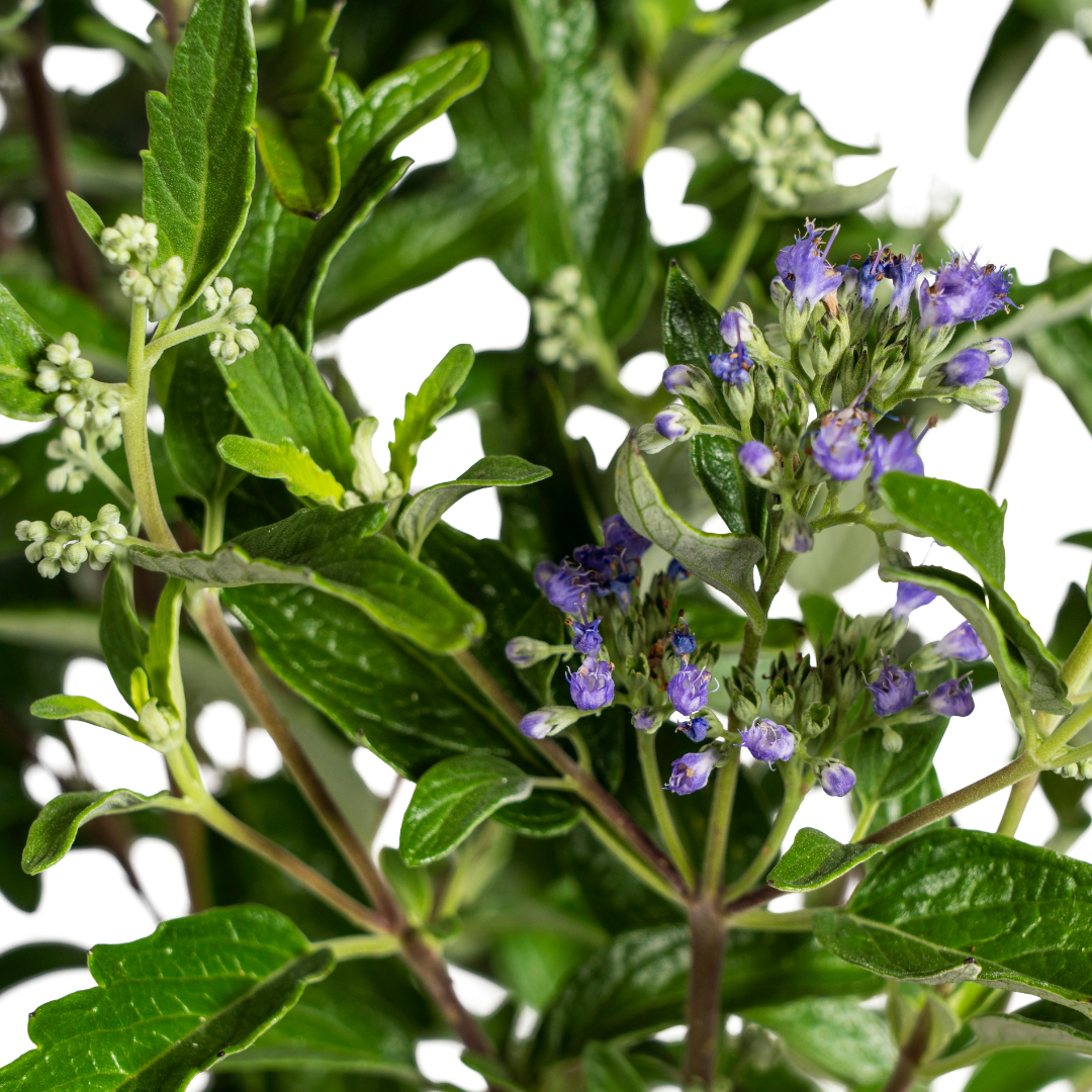 Caryopteris × 'Clandonensis' (baardbloem) – Ø19 cm, 40–50 cm hoog