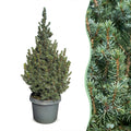 2× Picea glauca Sander's Blue (kerstboompje) – Ø23 cm, 60 cm hoog