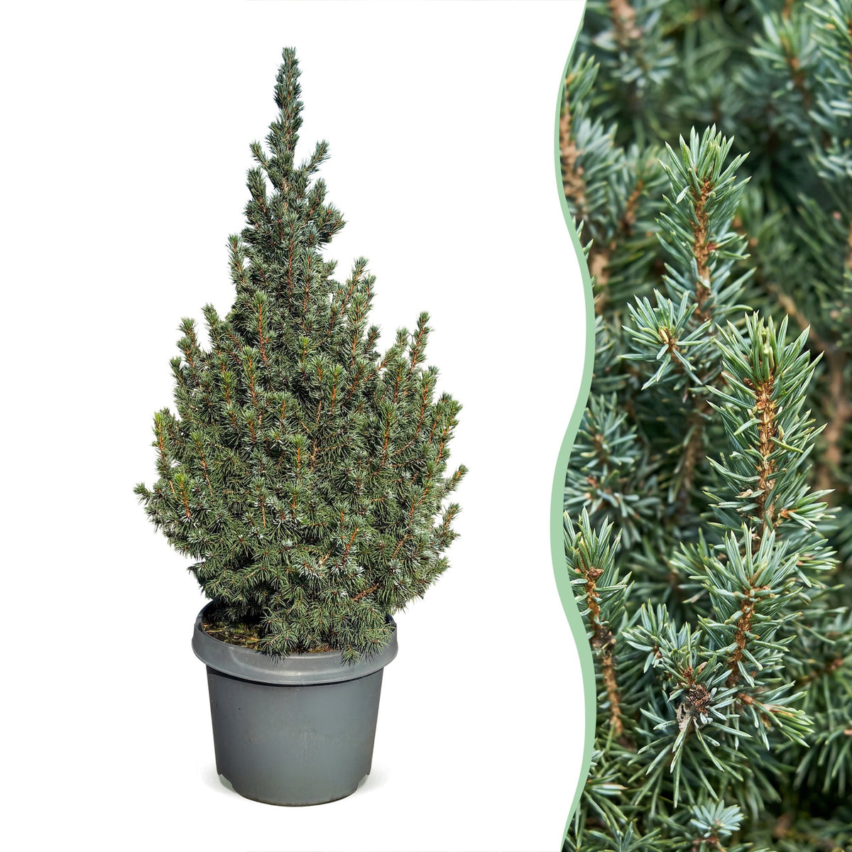 2× Picea glauca Sander's Blue (kerstboompje) – Ø23 cm, 60 cm hoog