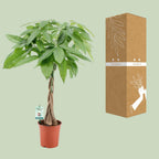 Pachira Aqautica (pengetræ) – Ø19 cm, 80 cm høj