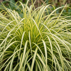 Carex oshimensis 'Evergold' (laîchaume du Japon) – 24 plants, Ø11 cm, 15–25 cm de haut