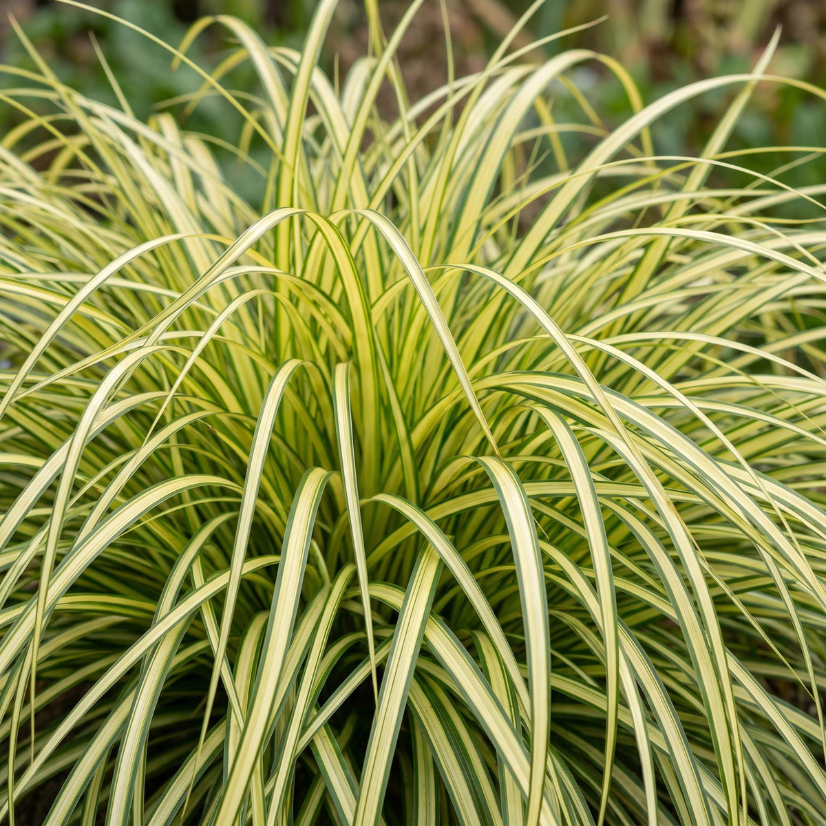 Carex oshimensis 'Evergold' (Japanse zegge) – 24 planten, Ø11 cm, 15–25 cm hoog