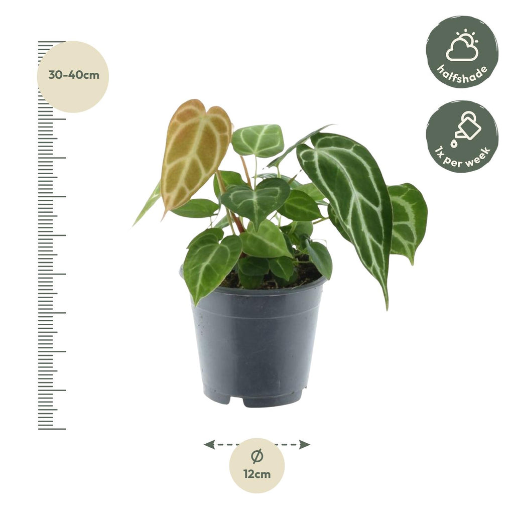 Anthurium Chrystallium (flamingoplant) – Ø12 cm, 35 cm hög – bild 2