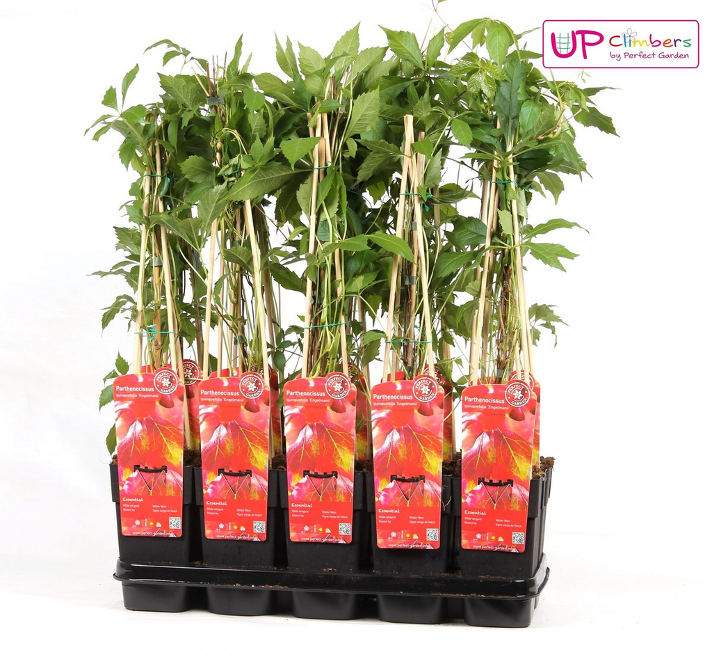 Parthenocissus q. (wild grape) – Ø15 cm, 65 cm high – photo 6