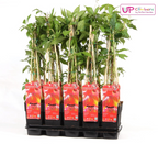 Parthenocissus q. (wild grape) – Ø15 cm, 65 cm high