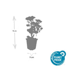 Sedum 'Herbstfreude' (stonecrop) – 60 plants, Ø9 cm, 10–25 cm high