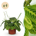 4× Maranta Fascinator Lemon Lime (bedplant) – Ø12 cm, 30–35 cm høj