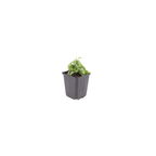 Erigeron karvinskianus (mexicansk bakkestjerne) – 6 planter, Ø9 cm, 10–25 cm høje