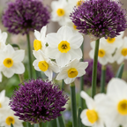 Blumenzwiebelpaket Trockengarten – 280 Blumenzwiebeln (Zwiebelgröße 10/12)