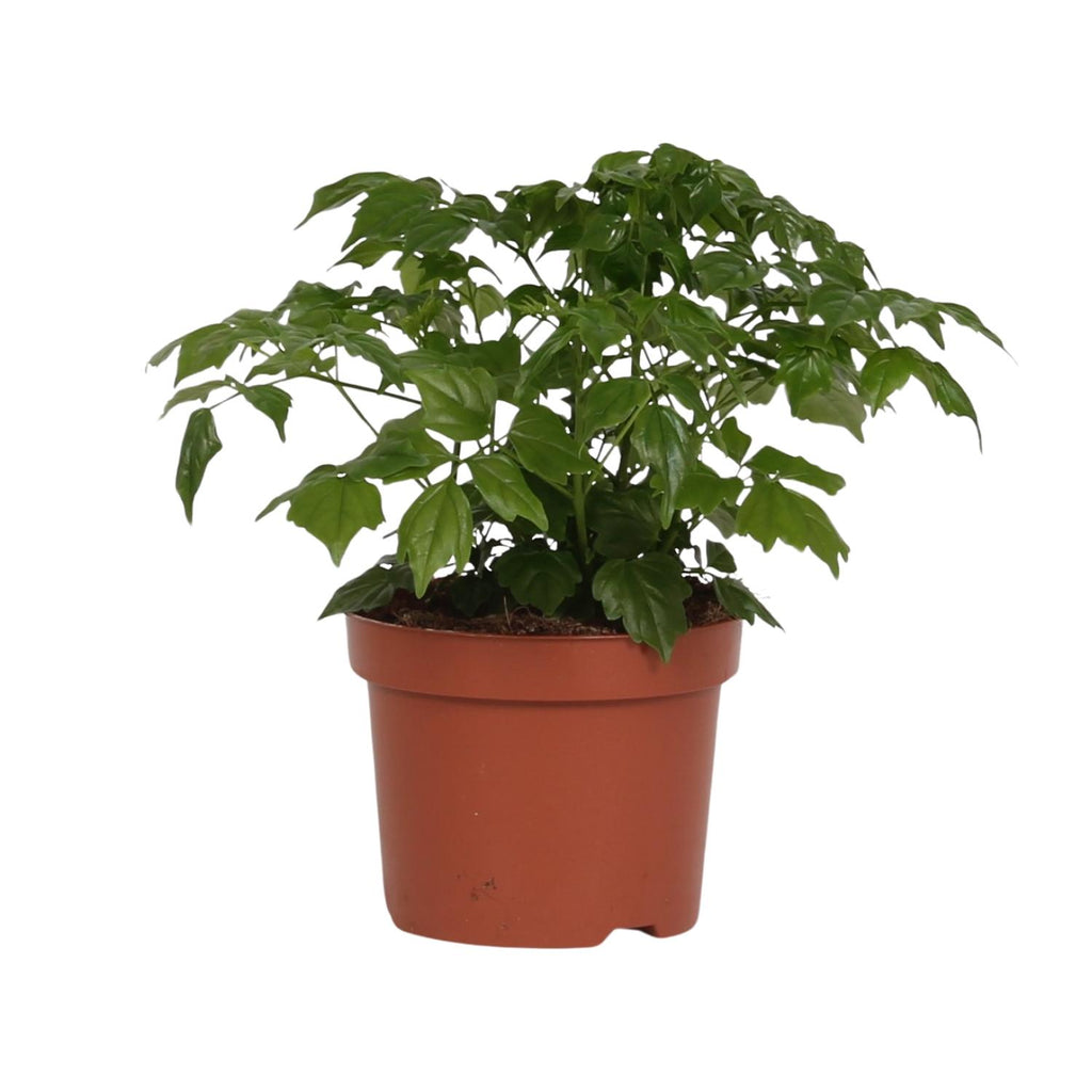 Radermachera Sinica – Ø12 cm, 27 cm hoog