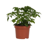 Radermachera Sinica – Ø12 cm, 27 cm hoog