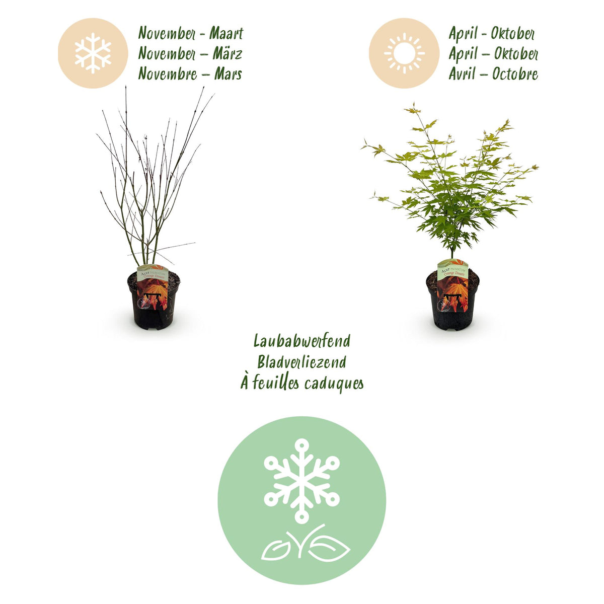 Acer palmatum 'Orange Dream' (Japanse esdoorn) – oranje – 2 planten, Ø19 cm, 70 cm hoog