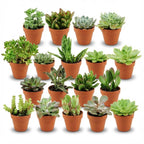 18× Vetplanten – Ø8 cm, 5–10 cm hoog