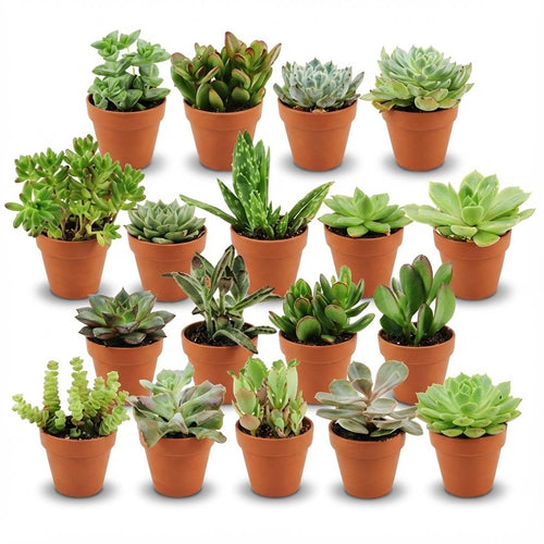 18× Succulents – Ø8 cm, 5–10 cm tall