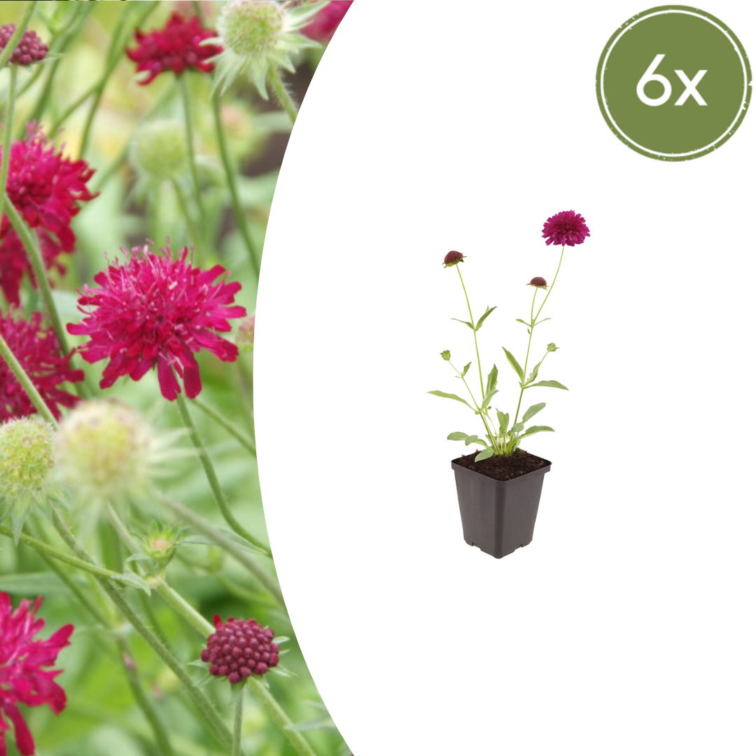 Knautia macedonica (beemdkroon) – 6 planten, Ø9 cm, 10–25 cm hoog