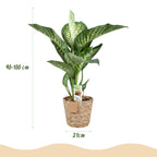 Dieffenbachia met mand – Ø21 cm, 90–100 cm hoog