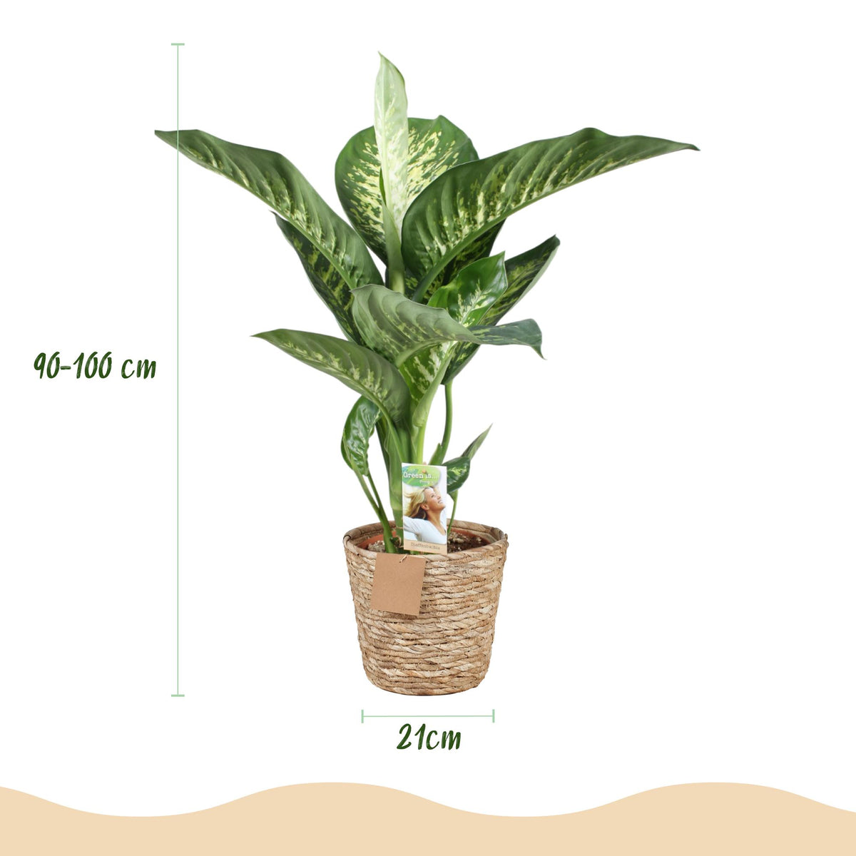 Dieffenbachia met mand – Ø21 cm, 90–100 cm hoog