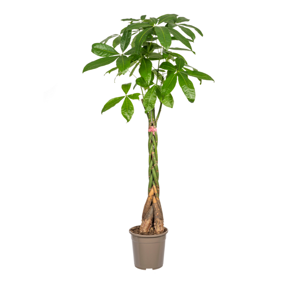 Pachira aquatica (geldboom) – Ø24 cm, 120–140 cm hoog