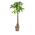 Pachira aquatica (geldboom) – Ø24 cm, 120–140 cm hoog