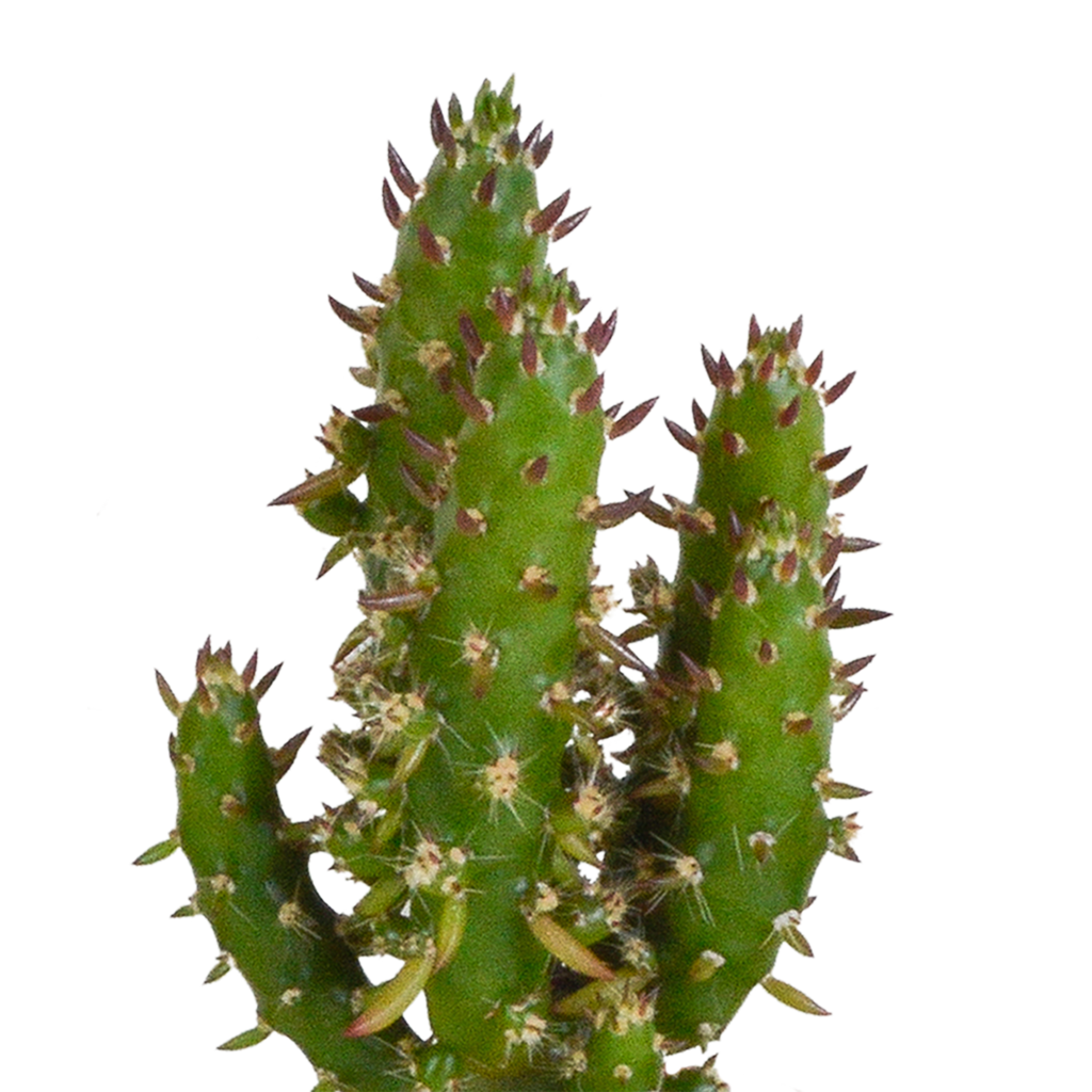 15× Cactus en vetplanten mix (Cactaceae) in witte pot – Ø7 cm, 13 cm hoog – foto 13