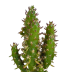15× Cactus en vetplanten mix (Cactaceae) in witte pot – Ø7 cm, 13 cm hoog