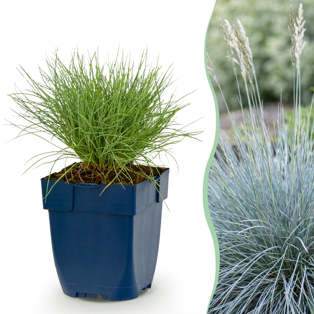 Festuca glauca (blågræs) – 6 planter, Ø11 cm, 15–25 cm høje