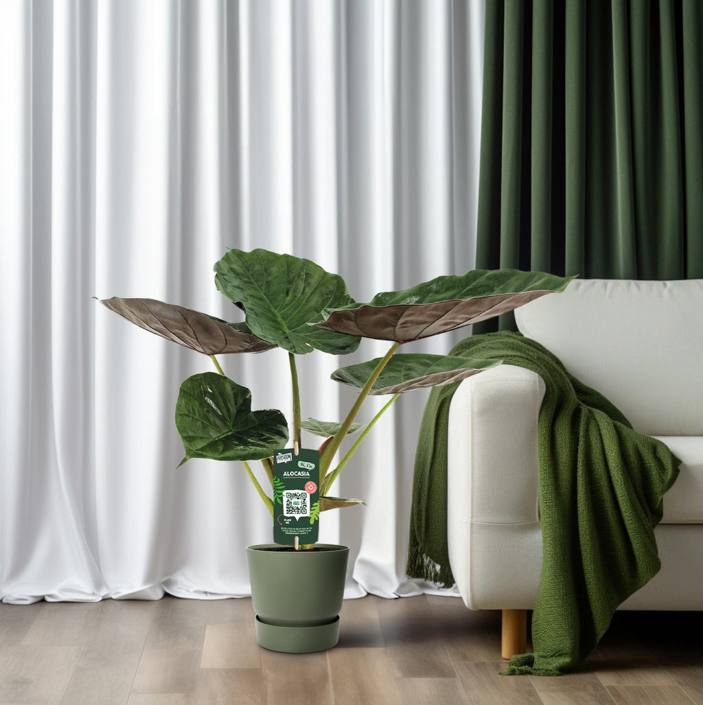 Alocasia Wentii (elefantøre) – Ø19 cm, 70 cm høj