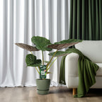 Alocasia Wentii (elefantøre) – Ø19 cm, 70 cm høj
