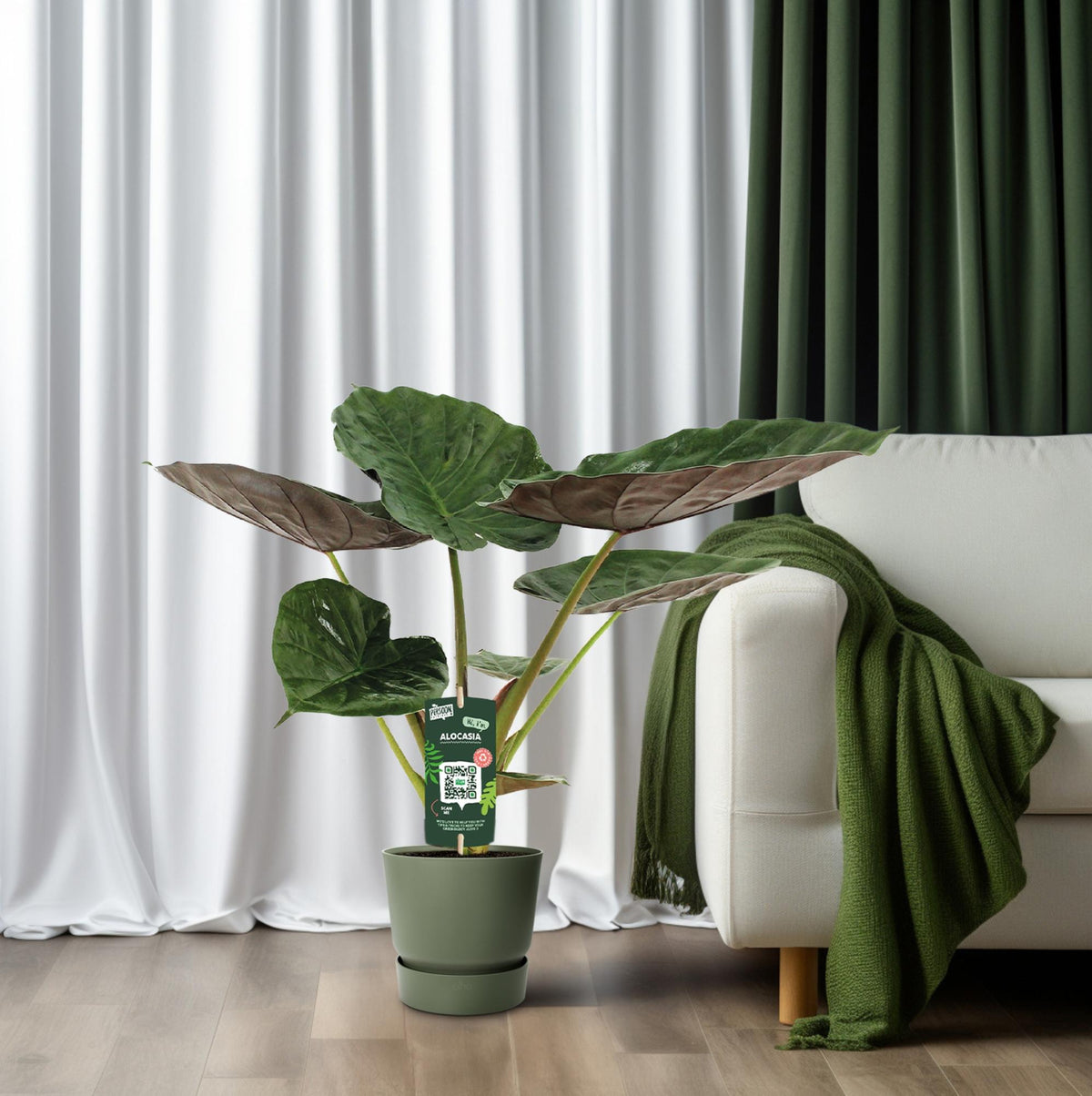 Alocasia Wentii (elefantøre) – Ø19 cm, 70 cm høj