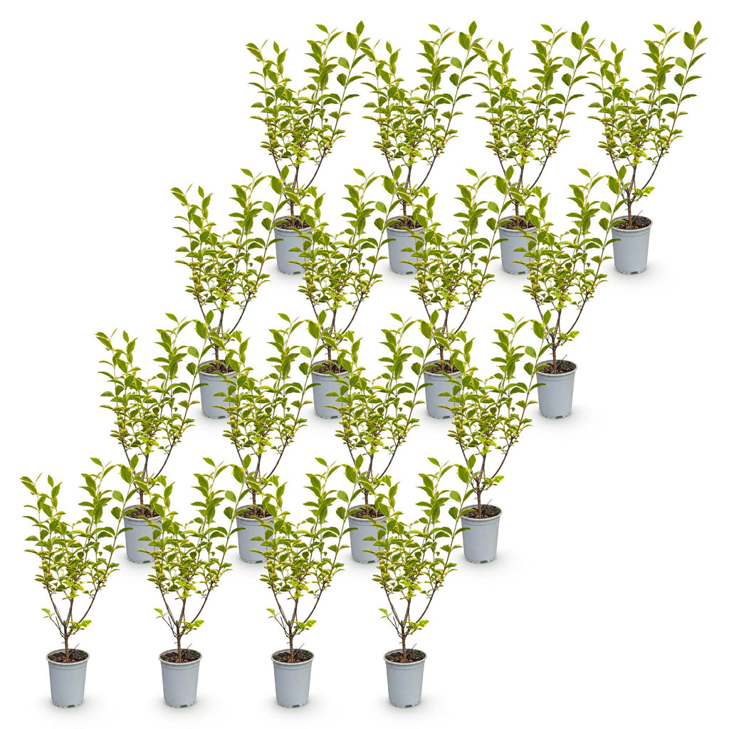 Ligustrum ovalifolium 'Aureum' (bontbladige liguster) – 16 planten, Ø9 cm, 35–45 cm hoog – foto 2