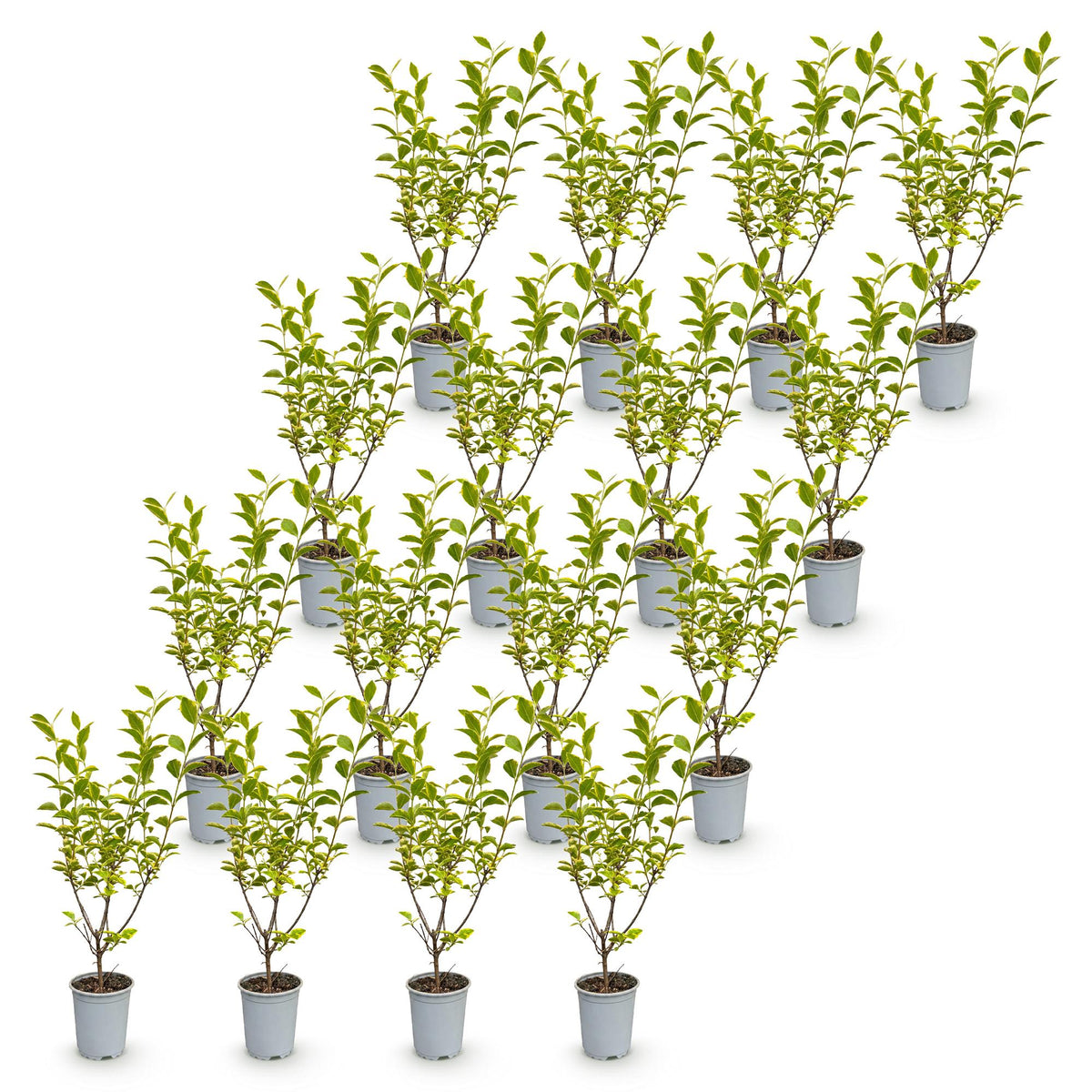 Ligustrum ovalifolium 'Aureum' (bontbladige liguster) – 16 planten, Ø9 cm, 35–45 cm hoog – foto 2