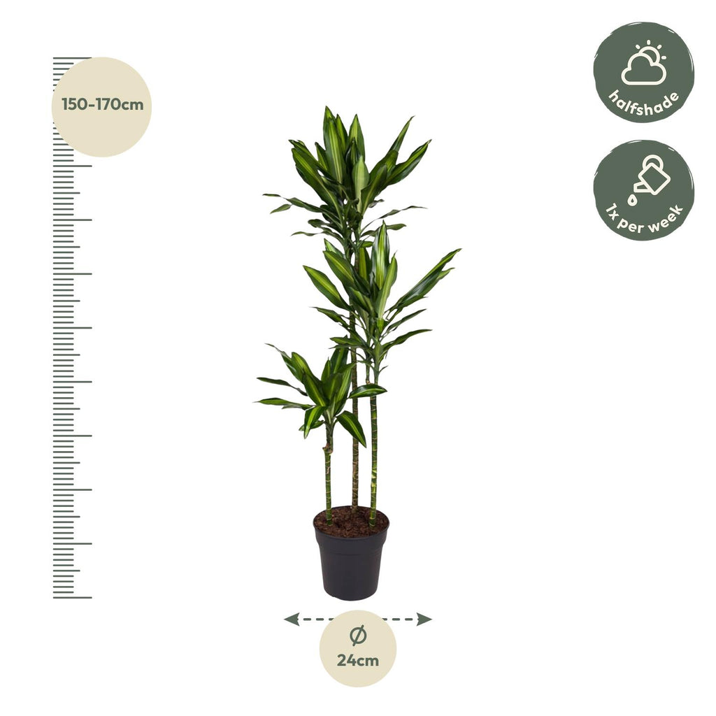 Dracaena Cintho (Drachenbaum) – Ø 24 cm, 160 cm hoch