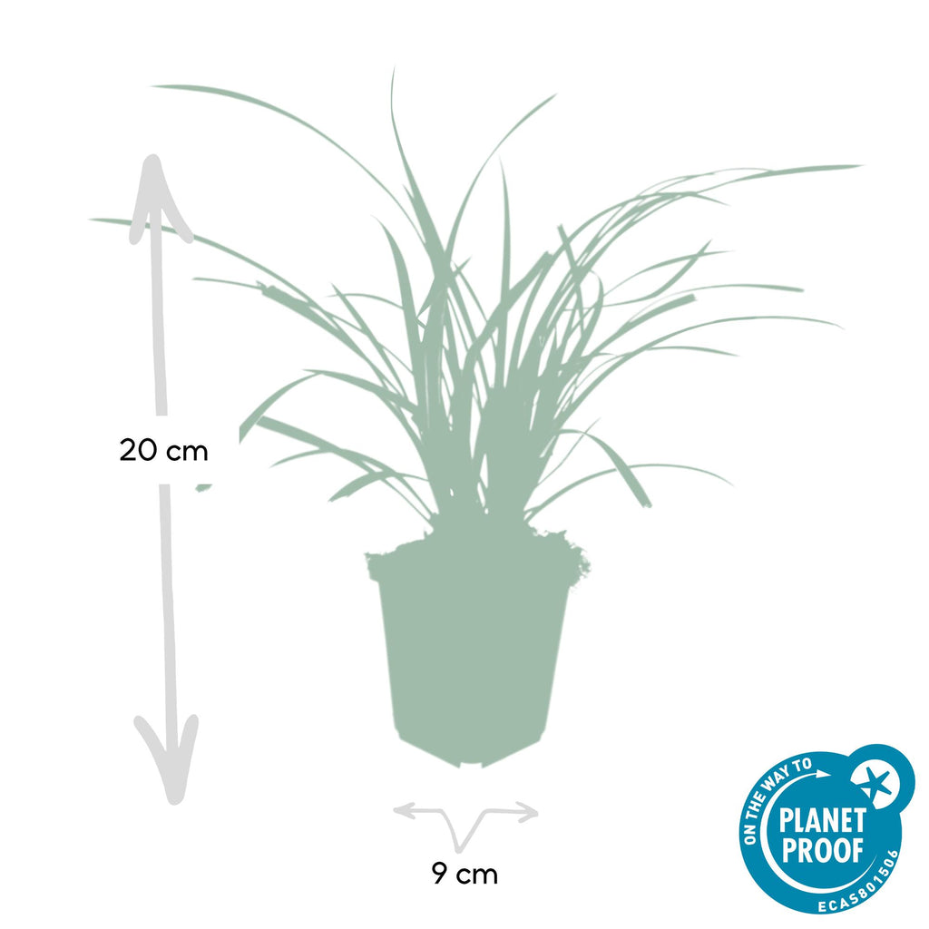 Carex morrowii 'Ice Dance' (sedget) – 12 plants, Ø9 cm, 10–25 cm high – photo 3