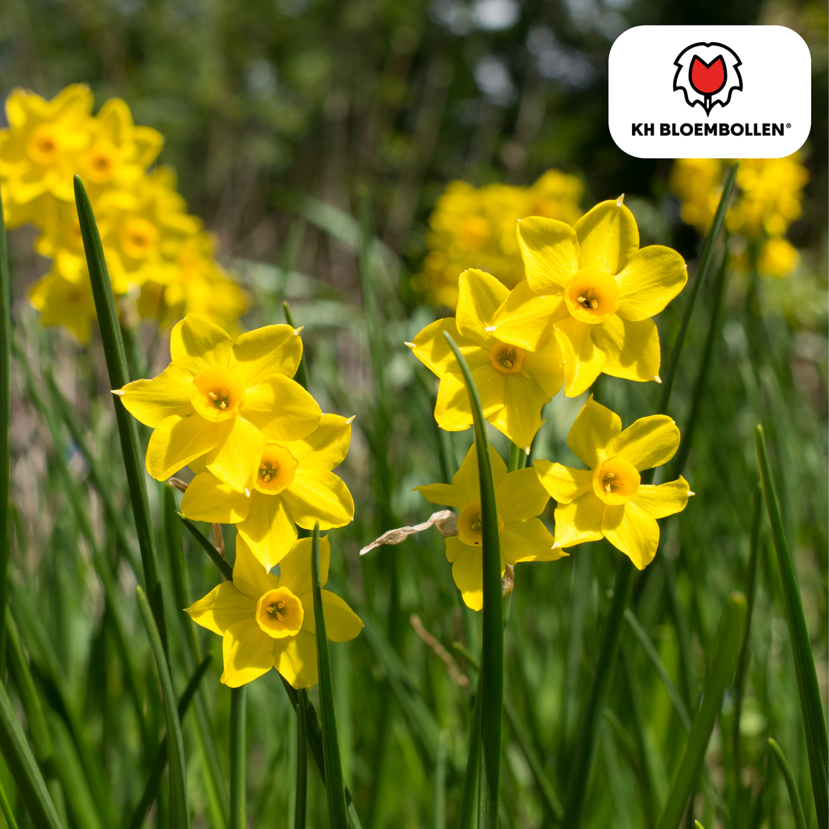 Narcisses 'Baby Boomer' – 25 bulbes