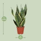 Sansevière trifasciata Futura Superba (langue de belle-mère) – Ø 12 cm, 40 cm de haut