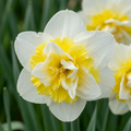 Narcis 'Ice King' – 20 blomsterløg (løgstørrelse 12/14)