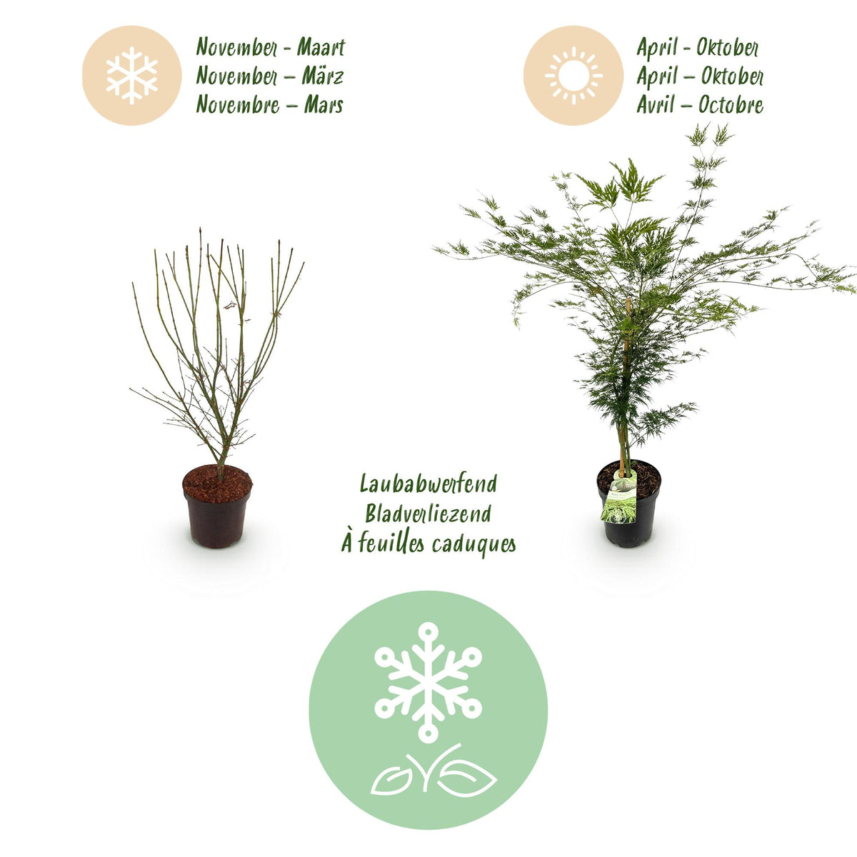 Acer palmatum 'Emerald Lace' (Japanse esdoorn) – Ø26 cm, 90 cm hoog